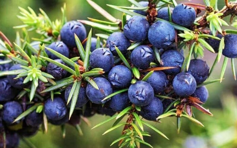 Hương Nước Hoa - Quả Bách Xù - Juniper Berries